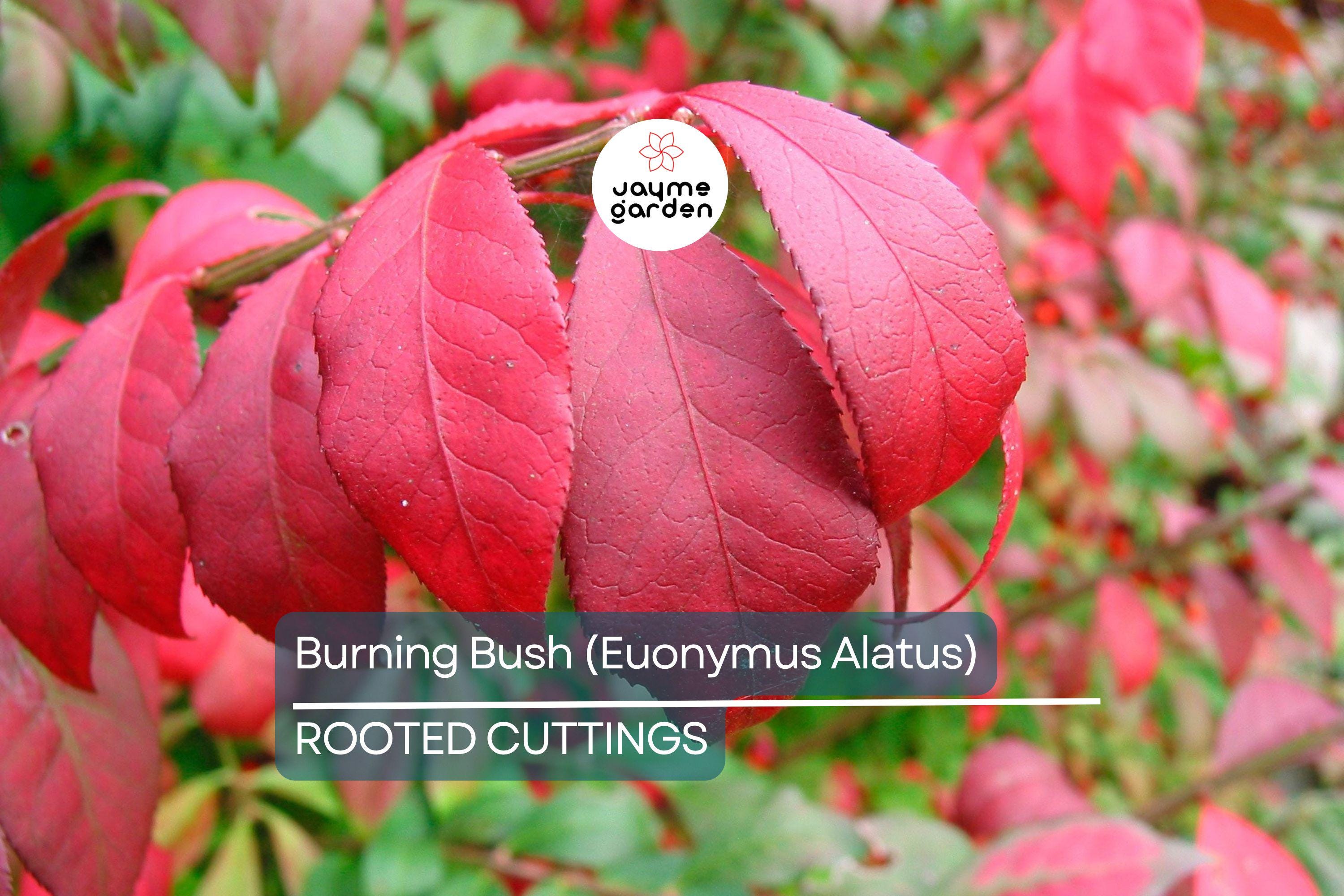 Live Burning Bush Plant | Euonymus Alatus | 1-2 Yr Old Shrub | Strong Roots | Stunning Fall Color | Hardy Landscaping Plant