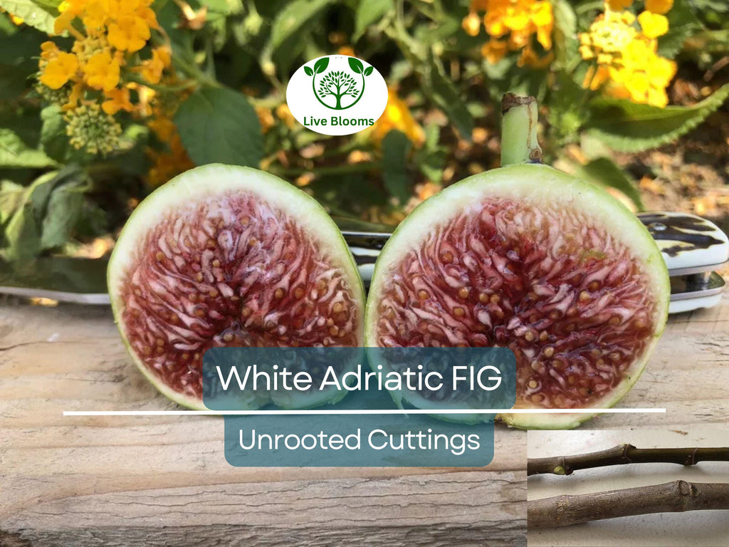 5 White Adriatic Fig Unrooted Cuttings 6-8" - Ficus carica - Sweet, Delicious Fresh Figs for Propagation & Home Gardens