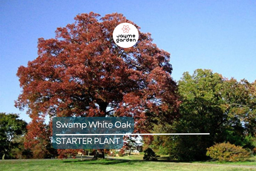 Swamp White Oak Tree (18"-24") | Live Bare Root | Fast-Growing Oak to 100 Ft | Wildlife & Landscape Value