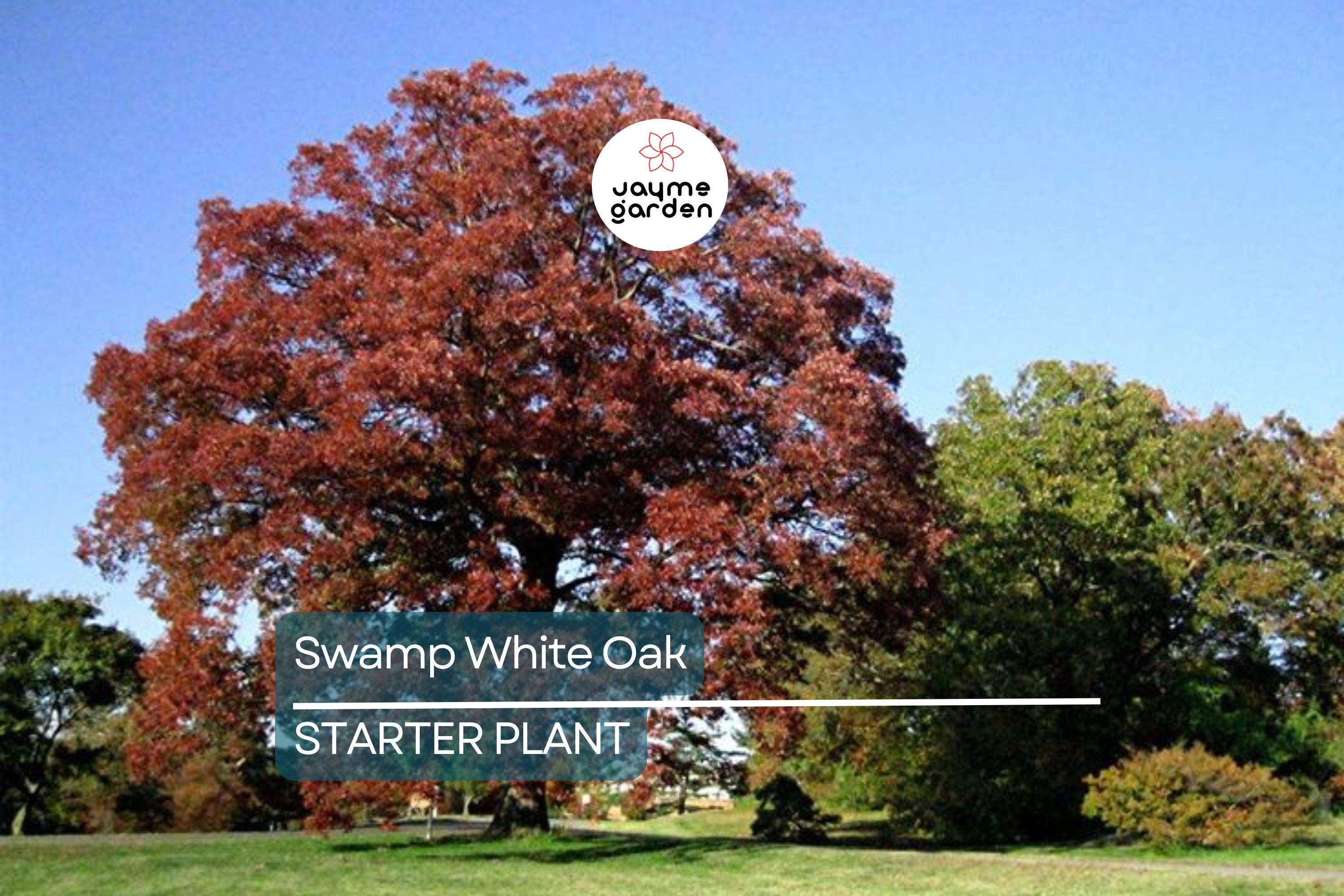 Swamp White Oak Tree (18"-24") | Live Bare Root | Fast-Growing Oak to 100 Ft | Wildlife & Landscape Value