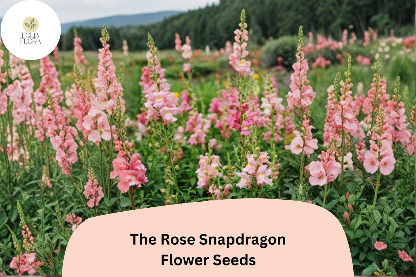 1000+ The Rose Snapdragon Seeds | Antirrhinum majus | Soft Pink Garden Flowers for Beds, Borders & Pots