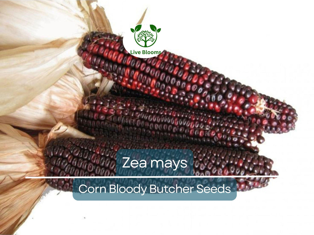 25 Seeds Corn Bloody Butcher (110 Days) – Zea mays | Heirloom Corn for Planting, Gardening & Unique Red Kernels for Fresh Harvests