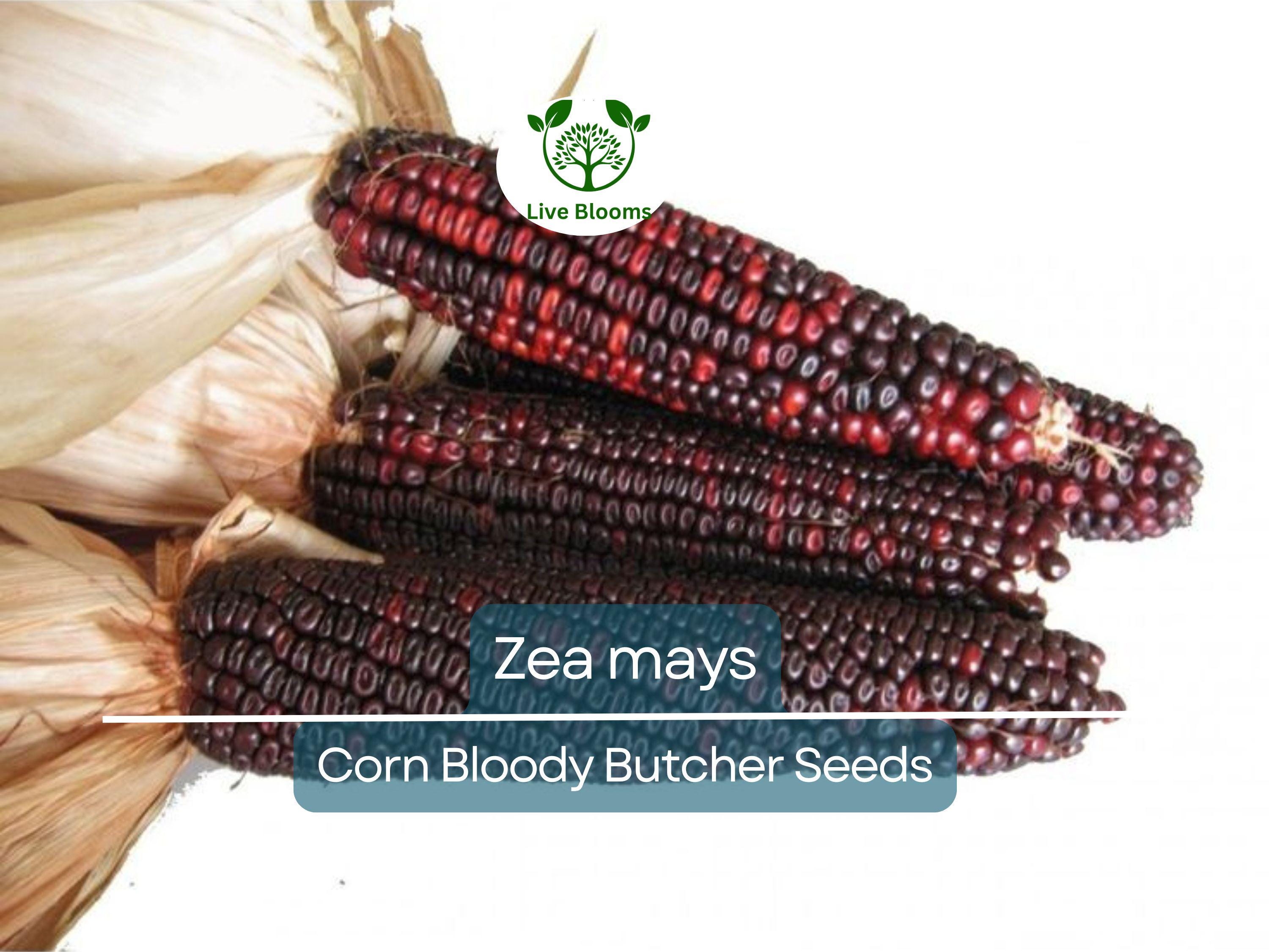 25 Seeds Corn Bloody Butcher (110 Days) – Zea mays | Heirloom Corn for Planting, Gardening & Unique Red Kernels for Fresh Harvests