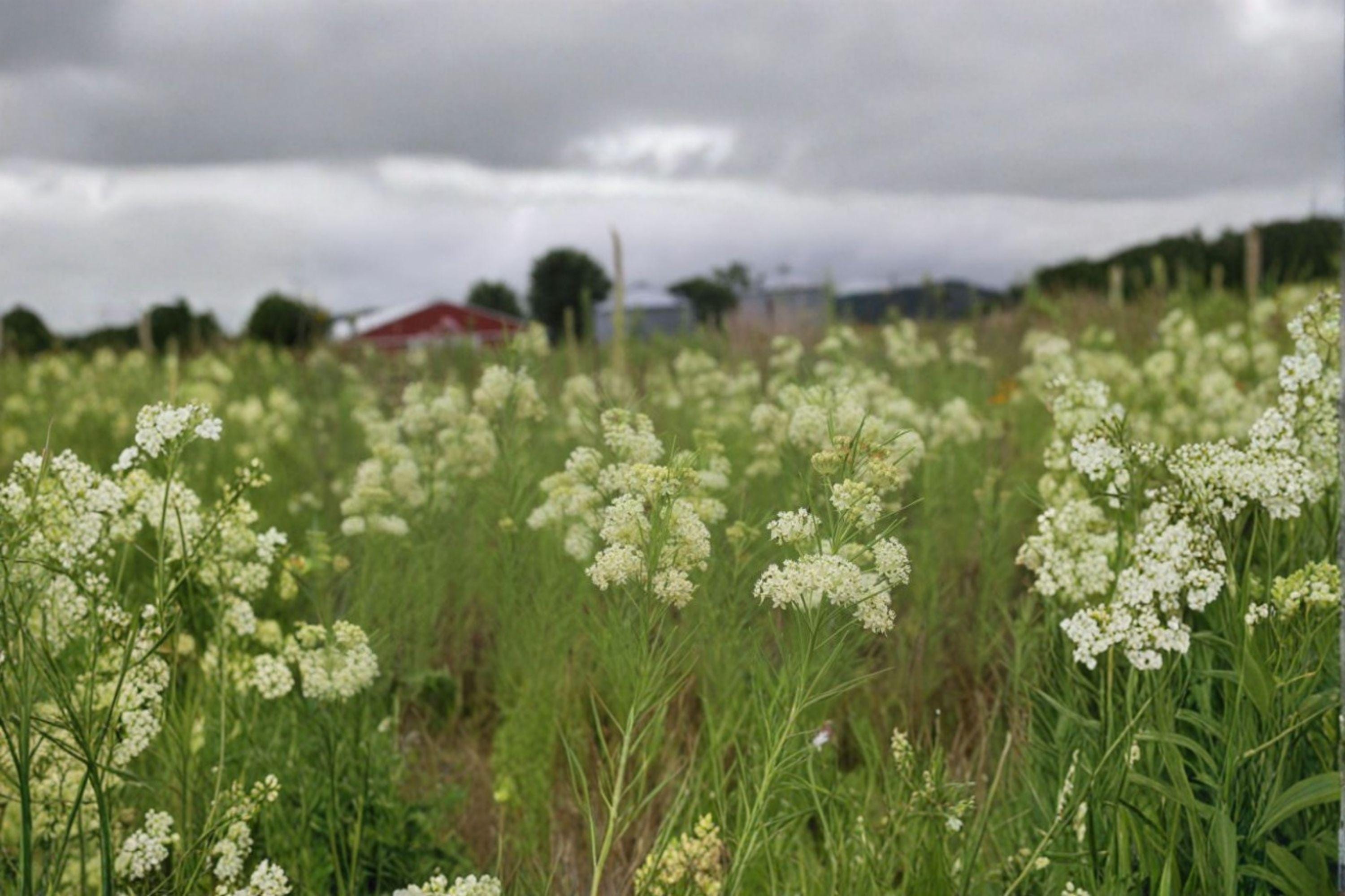 Asclepias verticillata – Whorled Milkweed | 30 Seeds | Native Milkweed Wildflower | Monarch Butterfly Host Plant