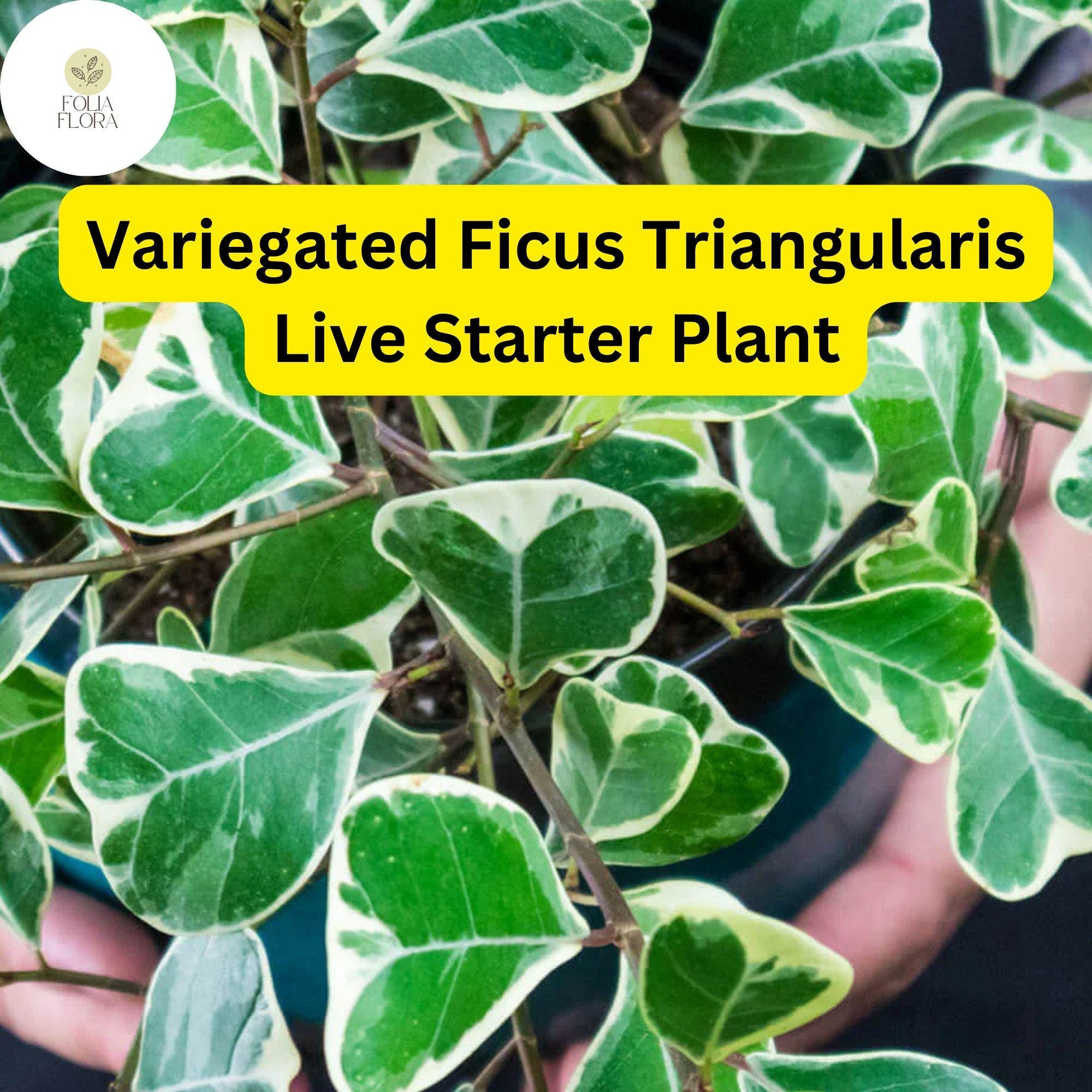 1 Ficus triangularis variegata - Variegated Ficus Triangularis Live Starter Plant
