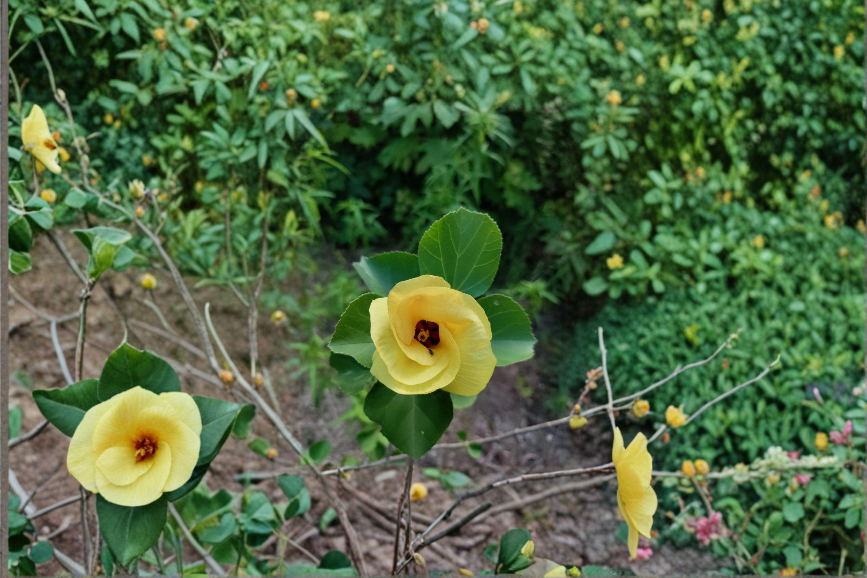Hardy Yellow Rose of Sharon Seeds – Hibiscus hamabo | 10 Seeds | Ornamental Garden & Landscape Plant