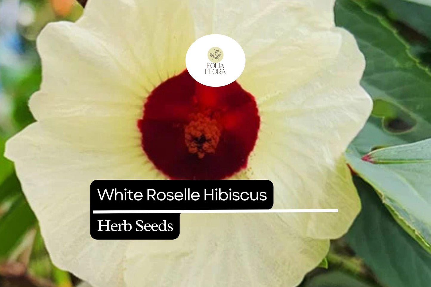 White Roselle Hibiscus Seeds (Hibiscus sabdariffa) | 25 Seeds | Edible Leaves & Calyces | Beautiful White Blooms