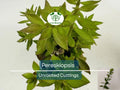5pcs Pereskiopsis Unrooted Cuttings - Cactus Grafting Rootstock, Pereskiopsis spp., Cactus Propagation, Succulent Starter, Rare Cuttings