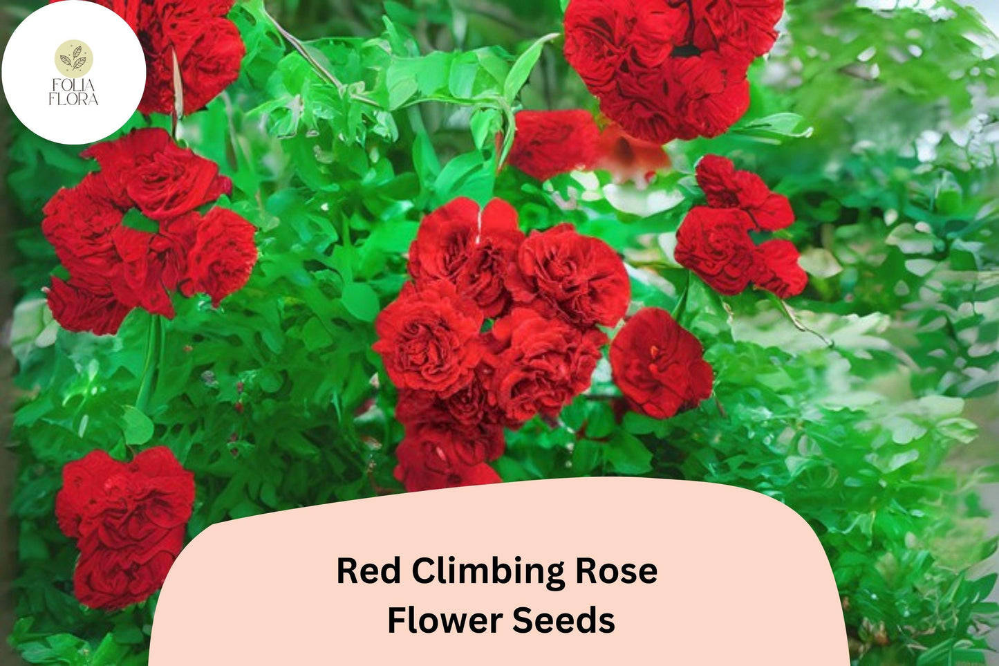 20pcs Red Climbing Rose Seeds – Stunning Vining Roses, Bold Red Blooms, Fast Growing, Ideal for Trellises, Fences & Garden Arches