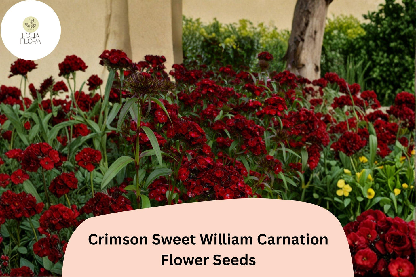 200+ Crimson Sweet William Carnation Seeds | Dianthus barbatus | Deep Red Blooms for Borders & Garden Beauty