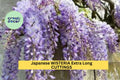 Japanese Wisteria Cuttings 10 Pcs – Long Fragrant Purple Flowers for Planting | Hardy Vine for Pergolas, Trellises, or Garden Arbors