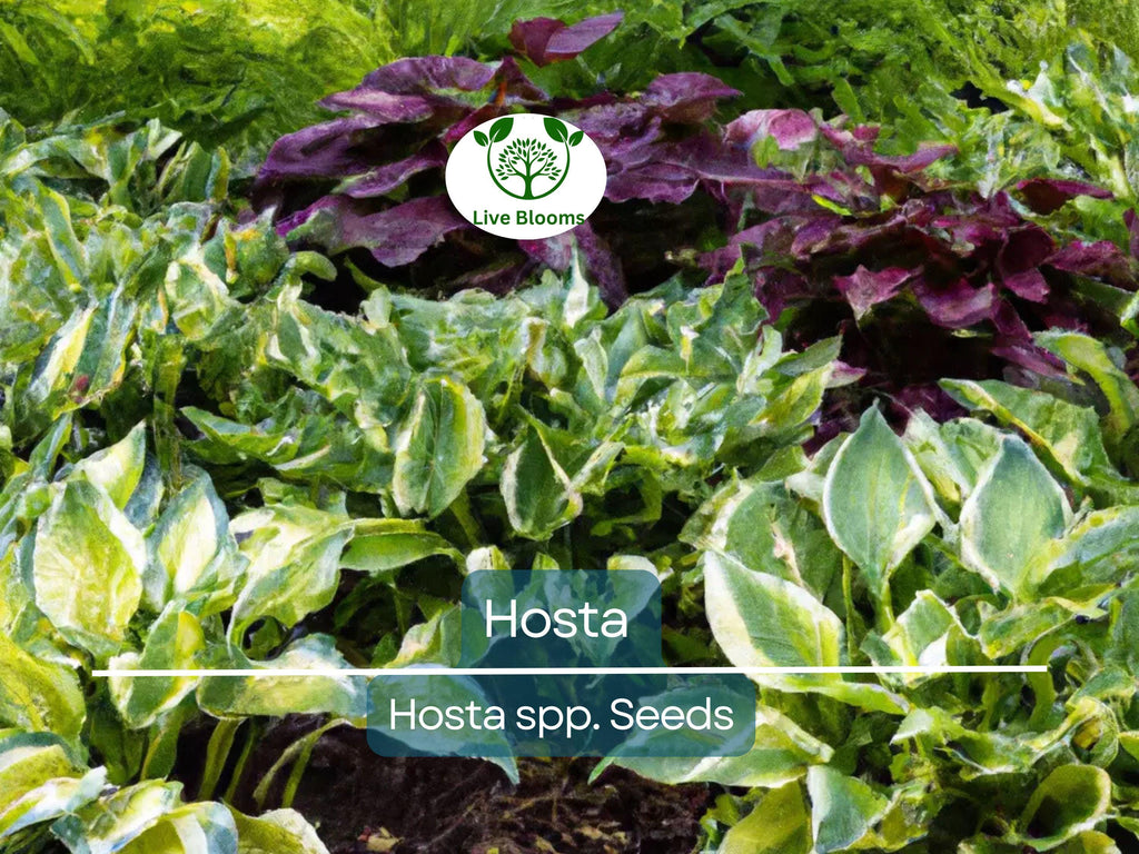 50 Hosta Seeds Mix - A Variety of Colors and Species, Perennial Shade Plant, Low Maintenance, Hardy Garden Starter, Decorative Foliage