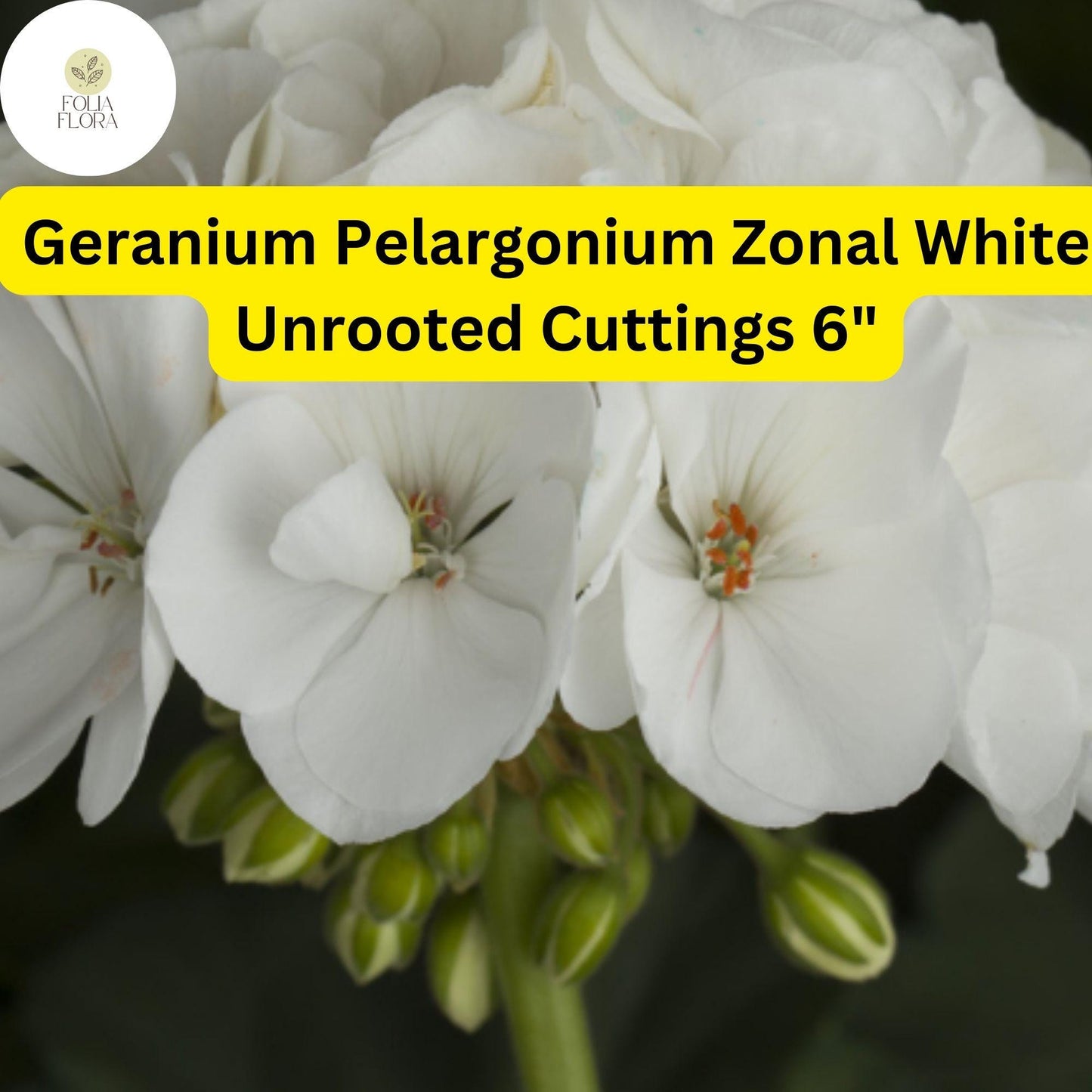 Geranium Pelargonium Zonal ‘White’ | 3 Live 6” Unrooted Cuttings | Classic White Blooms, Easy-Care, Drought-Tolerant Flowering Plant