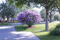 Purple Lilac 2 Plants ~1 ft Tall (Syringa vulgaris) Fragrant Flowering Shrub
