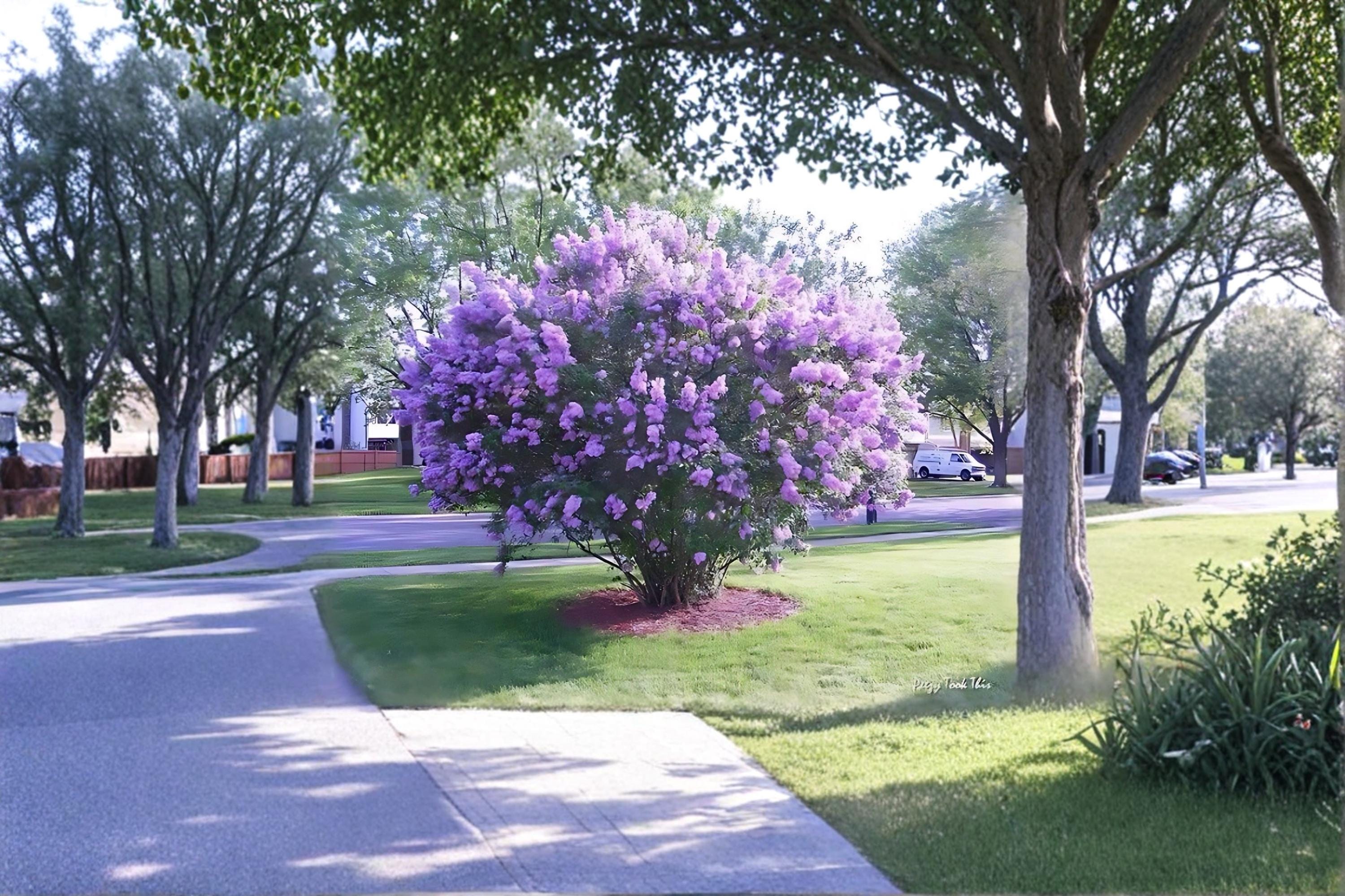 Purple Lilac 2 Plants ~1 ft Tall (Syringa vulgaris) Fragrant Flowering Shrub