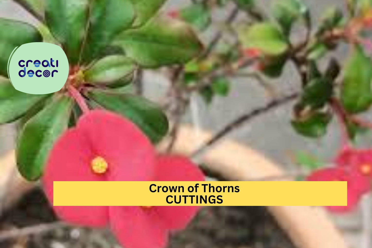 Thai Hybrid Crown of Thorns | Euphorbia milii Micro Mini | 1 Rooted Cutting | Rare Small Bloom Variety | Indoor Succulent