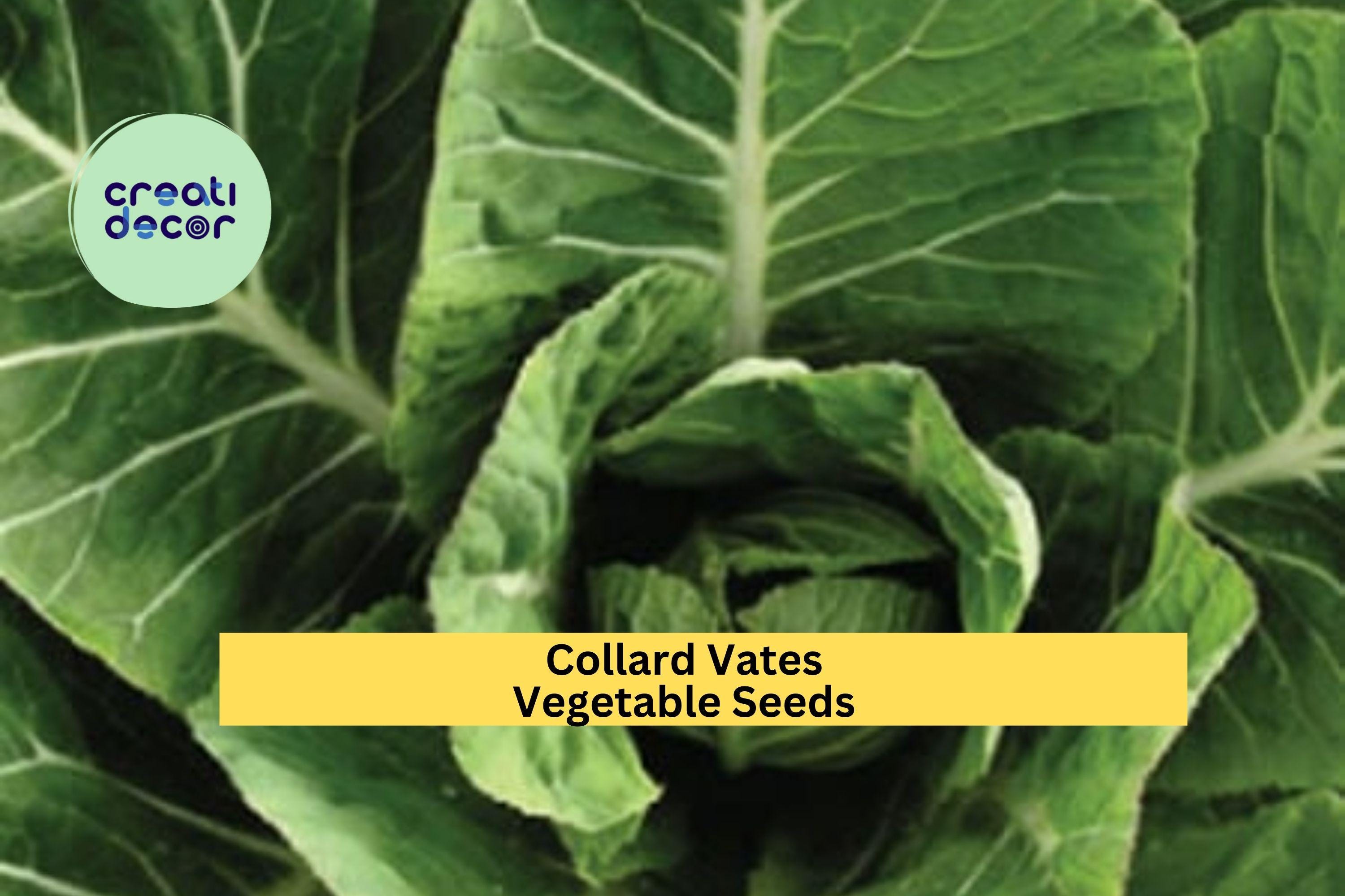 3pcs x 1g Collard Vates Seeds – Heirloom Leafy Greens for Raised Beds, Garden Rows, or Container Vegetable Growing Seeds for Planting