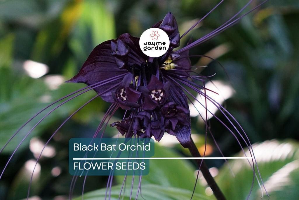 5 Black Bat Orchid Seeds (Tacca chantrieri) – Rare Tropical Houseplant, Unique Bat-Shaped Blooms, USDA Zones 10-11, Indoor or Outdoor
