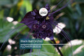 5 Black Bat Orchid Seeds (Tacca chantrieri) – Rare Tropical Houseplant, Unique Bat-Shaped Blooms, USDA Zones 10-11, Indoor or Outdoor