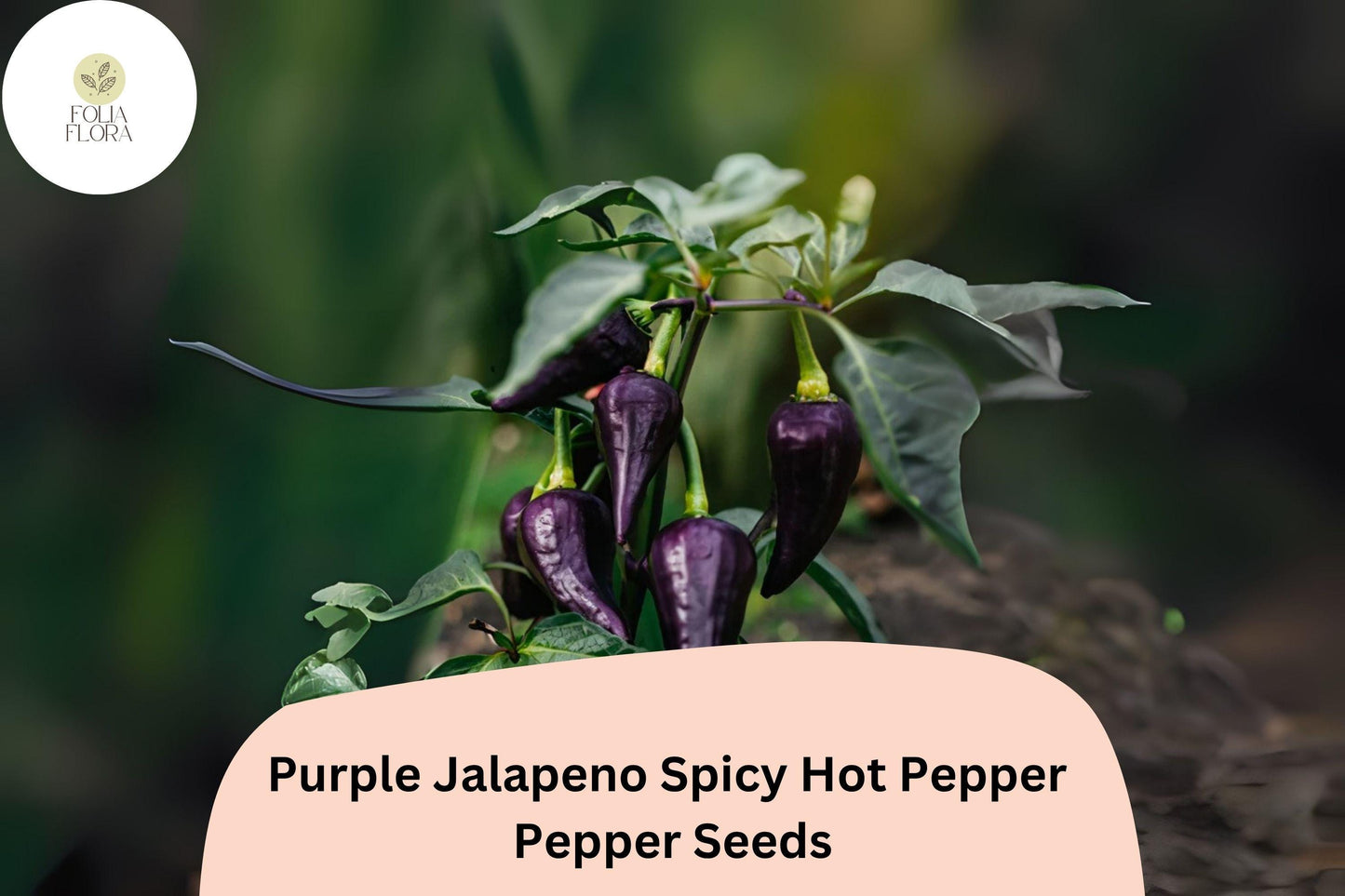 25+ Purple Jalapeño Seeds | Spicy Hot Pepper | Unique Dark Color | Non-GMO Garden Planting
