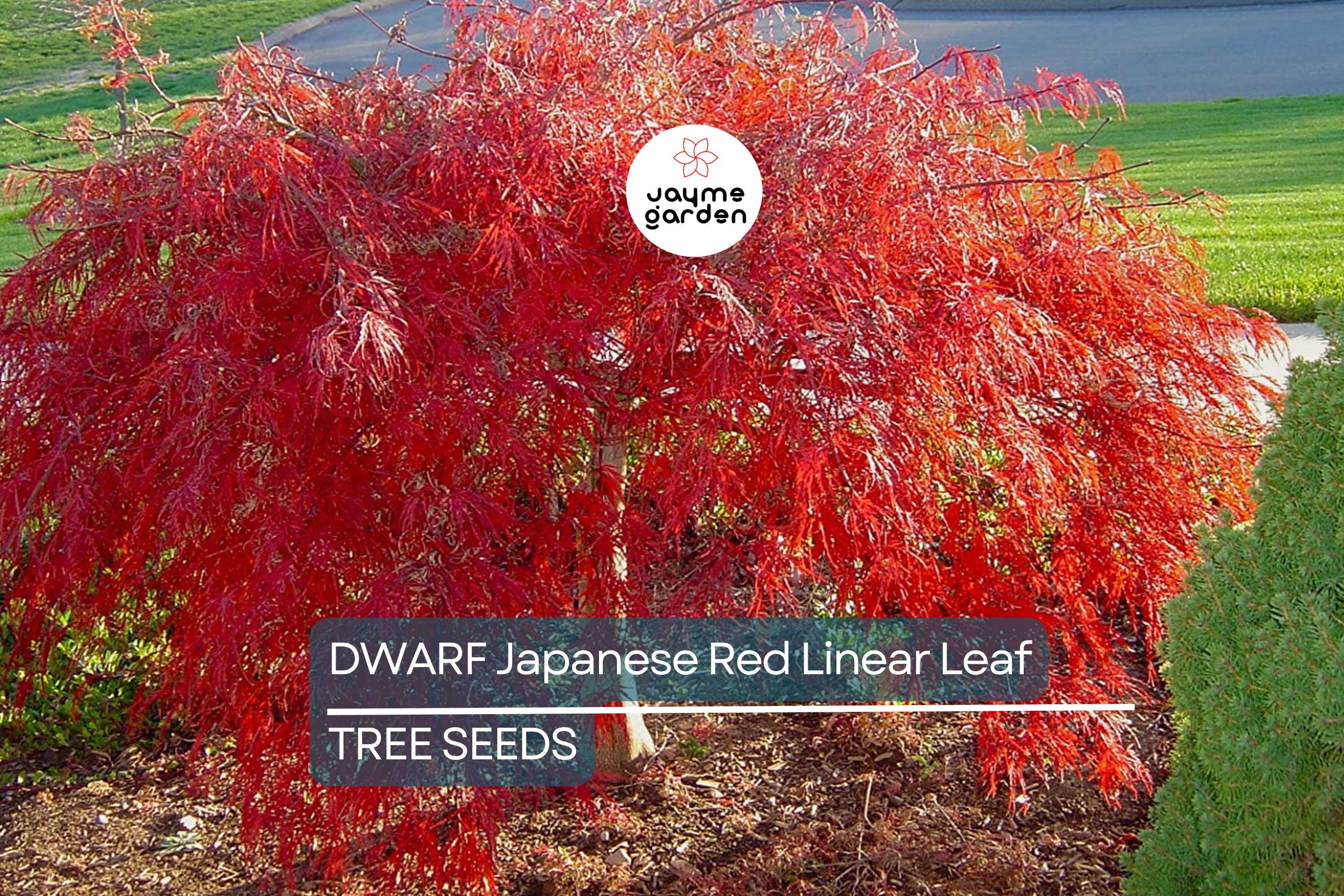 10 Dwarf Japanese Red Linear-Leaf Maple Seeds (Acer Scolopendrifolium) - Bonsai or Patio Tree