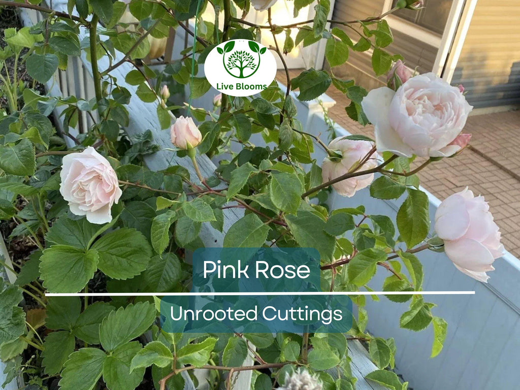 1 Pink Garden Rose Unrooted Cutting | Climbing Rose (Rosa spp.) | 5-8 Inches Long | Perfect for Propagation & Garden Planting