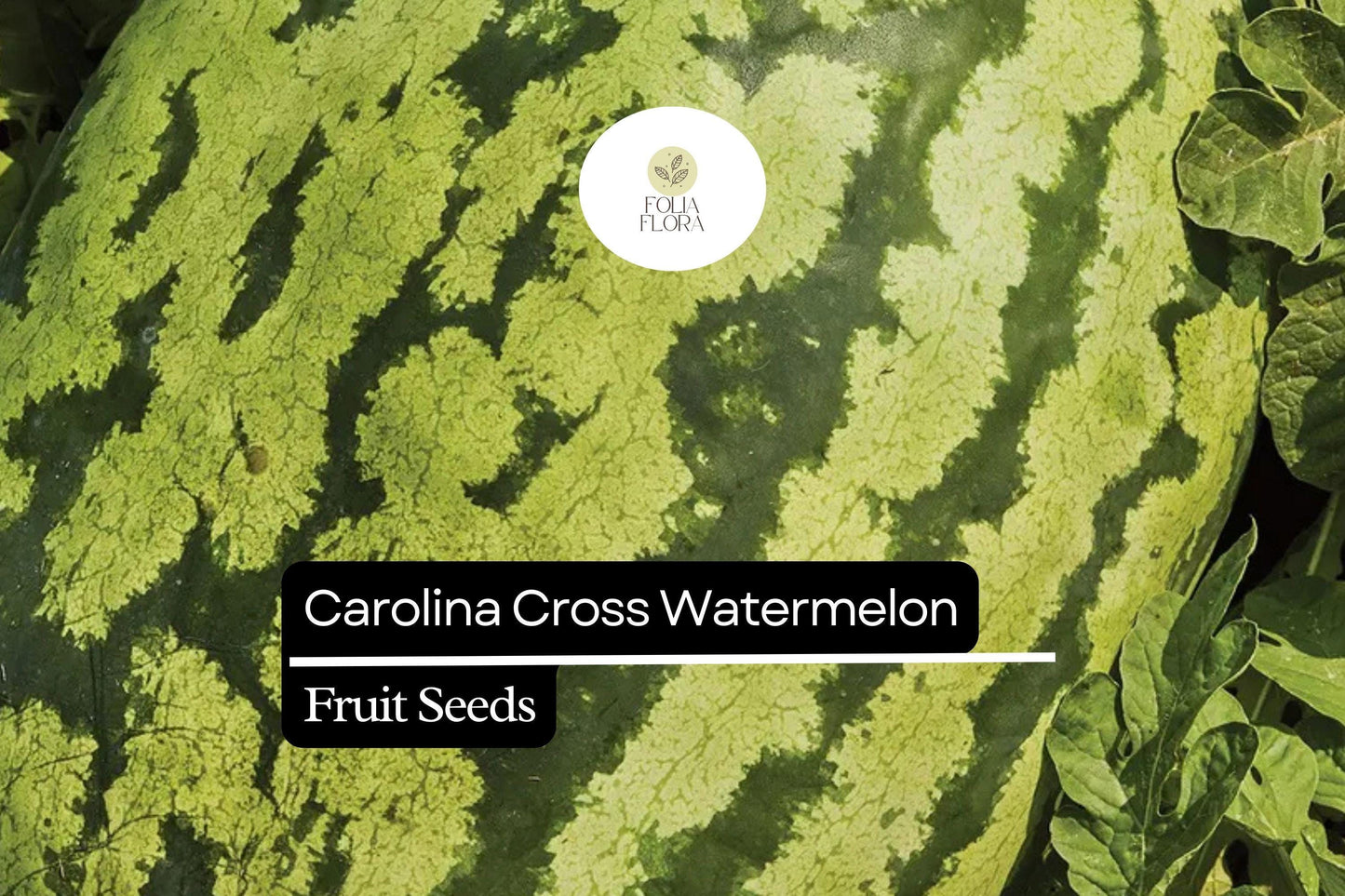 5 Seeds Carolina Cross Watermelon (Citrullus lanatus) – Giant Sweet Watermelon Variety