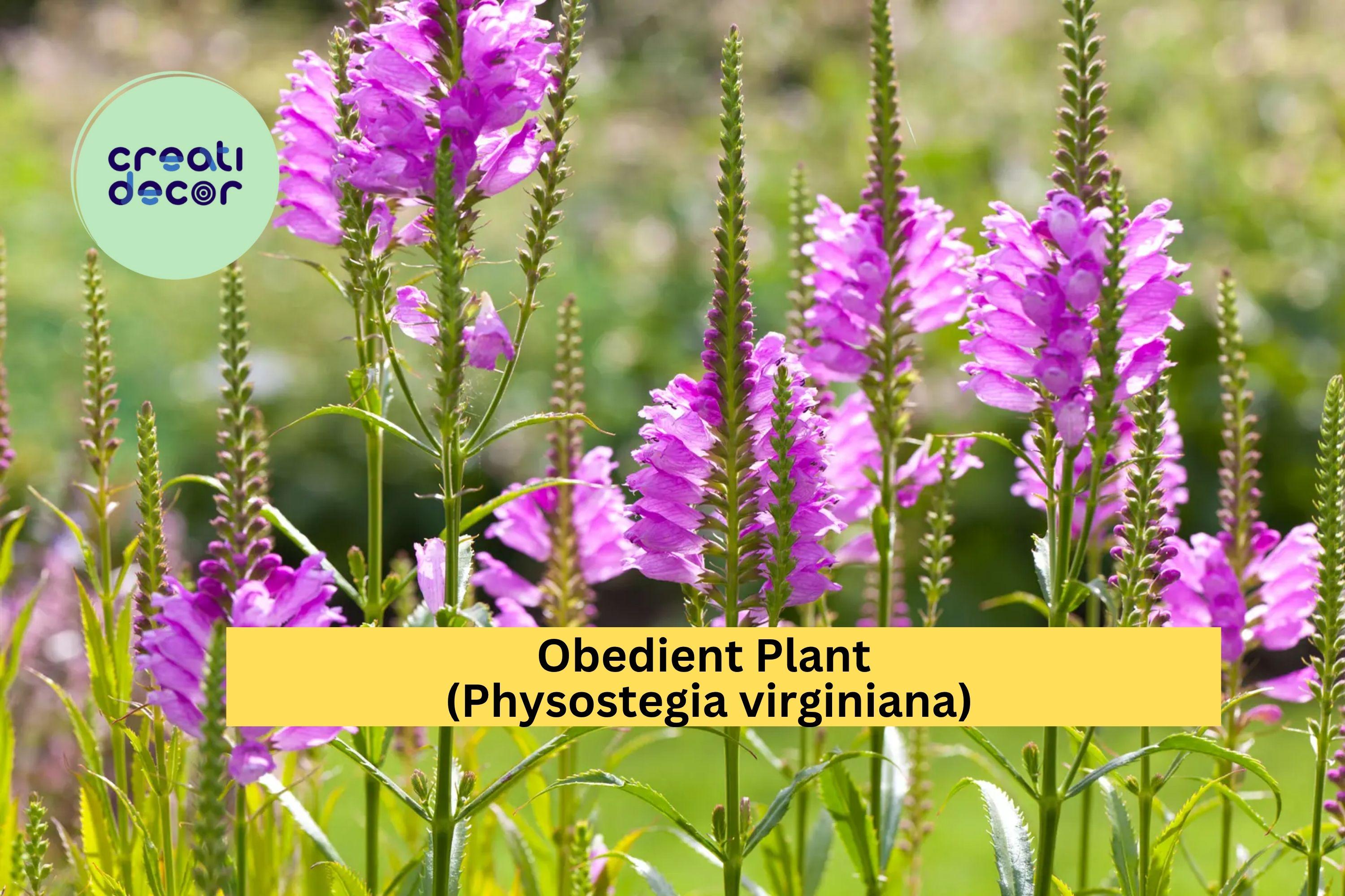 Obedient Plant Live Bare Roots – 30 Pack, Physostegia virginiana, Hardy Perennial Pink-Purple Flowers for Garden Borders & Pollinator Beds