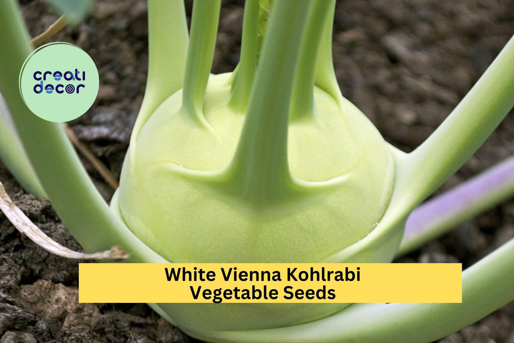 3pcs of 500mg White Vienna Kohlrabi Seeds – Mild, Crisp Bulb Vegetable for Spring & Fall Home Garden Planting Seeds for Planting