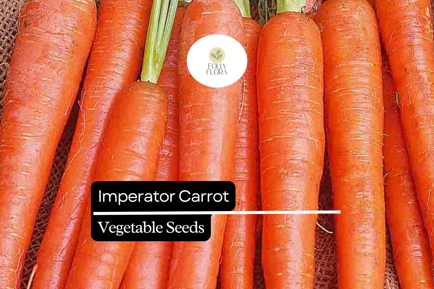 300 Imperator Carrot Seeds – Daucus carota – Heirloom, Long & Sweet, Crisp Texture, Perfect for Juicing