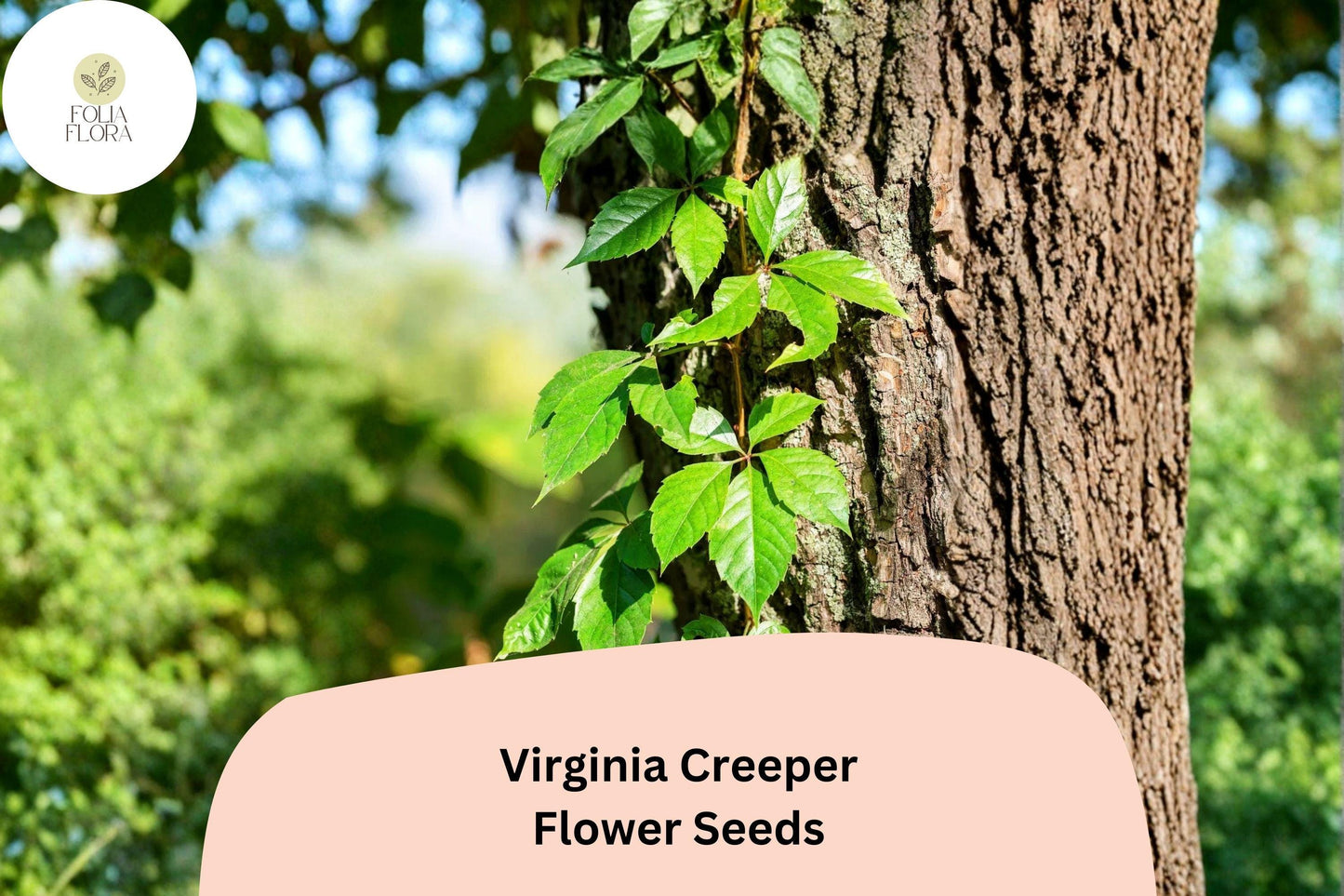 Virginia Creeper Seeds – 10 Parthenocissus quinquefolia | Ornamental Foliage for Garden & Trellis