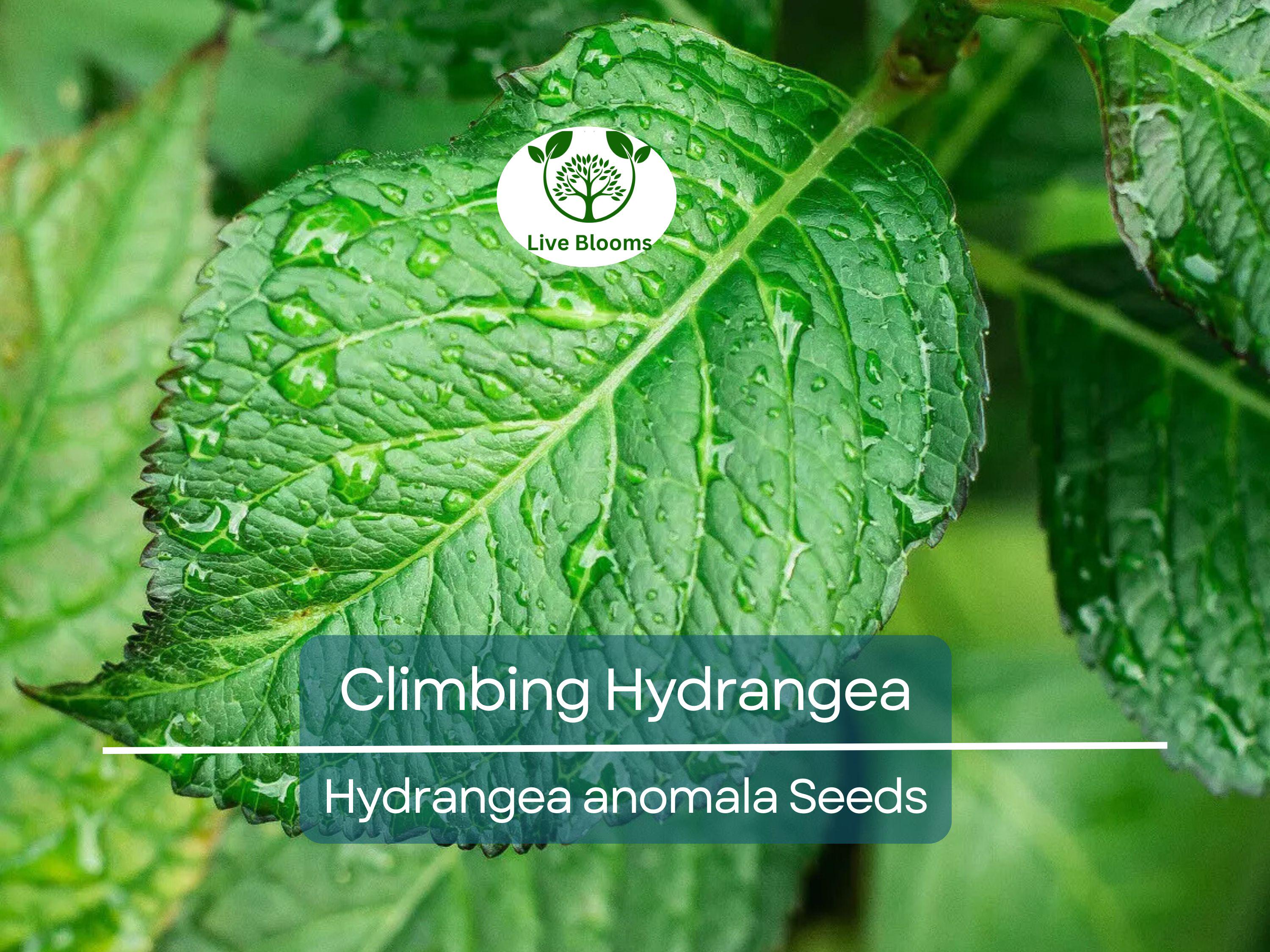 50 Climbing Hydrangea Seeds (Hydrangea anomala), Vining Flower Bush, Creeping Hedge Shrub, Hardy Evergreen for Garden, Fences, & Landscaping
