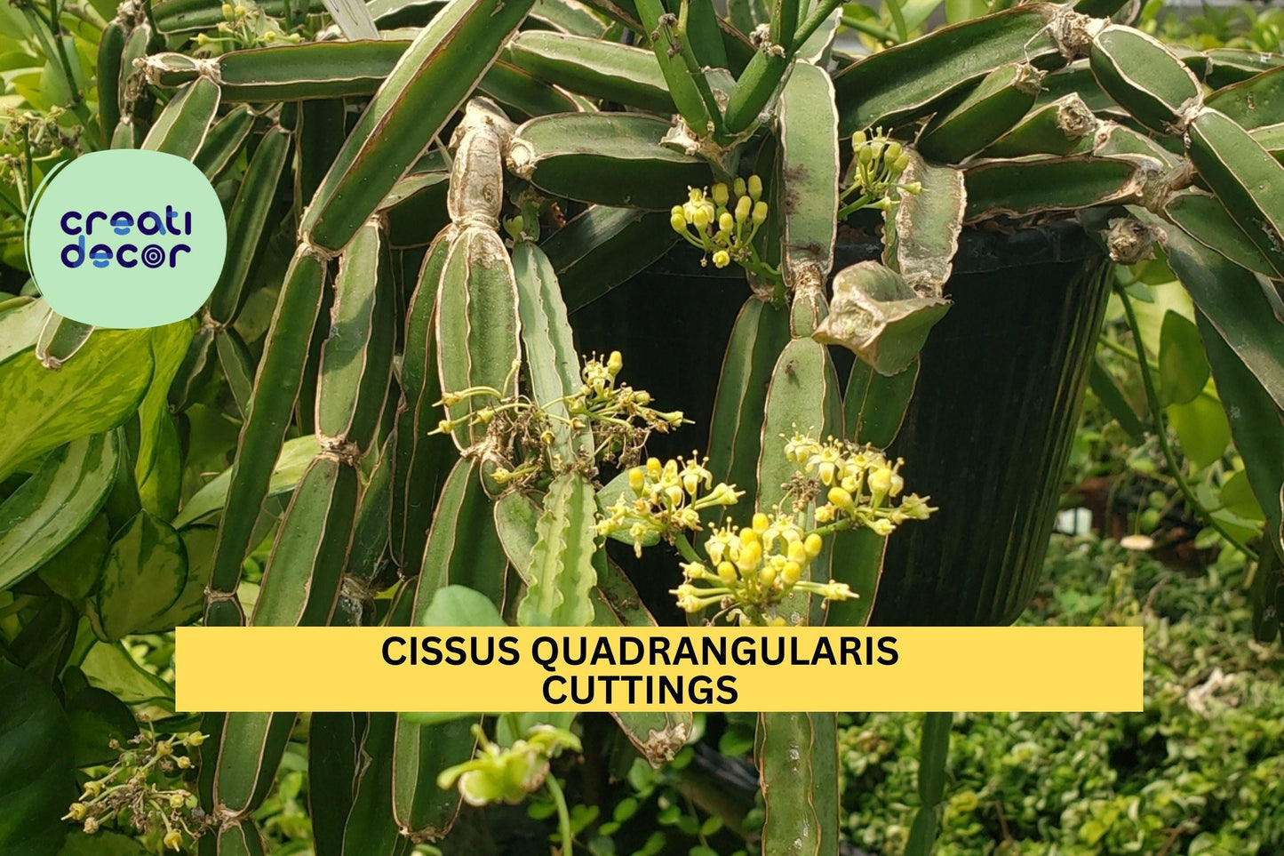 4 Veldt Grape Cuttings | Cissus Quadrangularis 12" Starter | Cucumber Cactus Air Plant | Easy Grow Succulent Vine | USA Seller