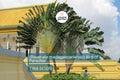 5 Traveler’s Palm Tree Seeds – Ravenala madagascariensis, Bird of Paradise, Tropical Fan-Shaped Evergreen