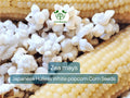 50 Seeds Popcorn Japanese Hulless White Baby Corn - Zea mays | Heirloom Popcorn Seeds for Planting & Homegrown Snacks