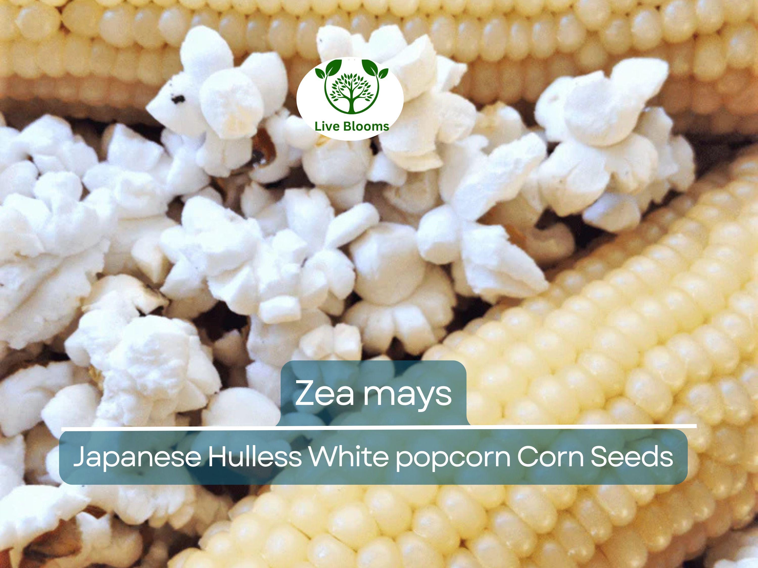50 Seeds Popcorn Japanese Hulless White Baby Corn - Zea mays | Heirloom Popcorn Seeds for Planting & Homegrown Snacks