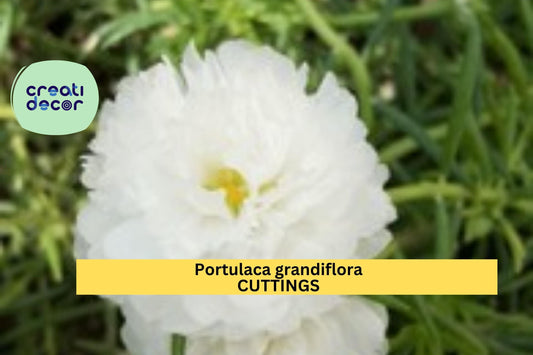 1 Portulaca grandiflora 'Spearmint' | New Color Cuttings | Unrooted Moss Rose Stems | Drought Tolerant Succulent Blooms