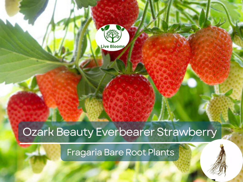 10 Ozark Beauty Everbearer Strawberry Bare Root Plants - Fragaria × ananassa - Sweet, Hardy, Heirloom Fruit Garden Starter