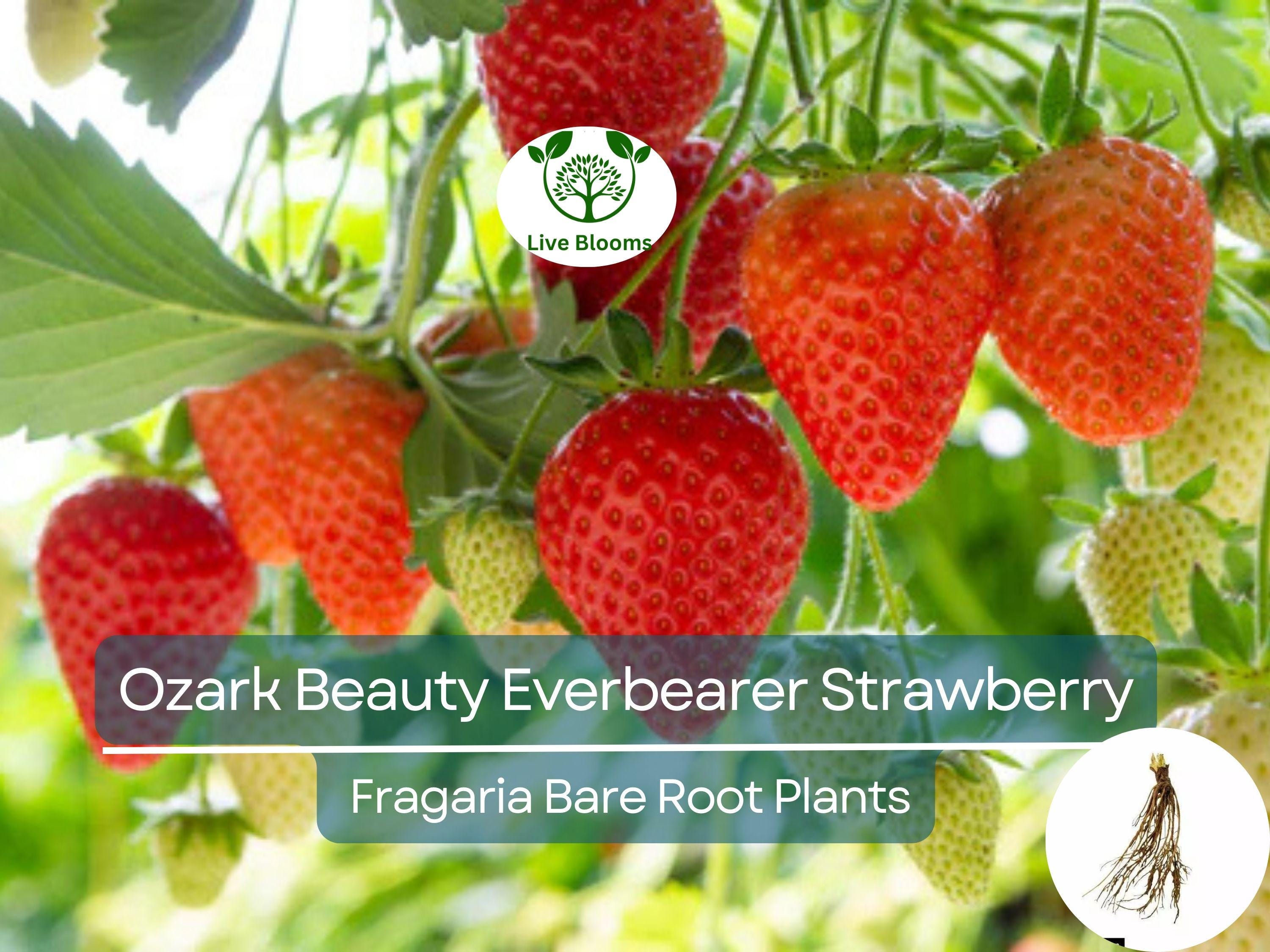 10 Ozark Beauty Everbearer Strawberry Bare Root Plants - Fragaria × ananassa - Sweet, Hardy, Heirloom Fruit Garden Starter