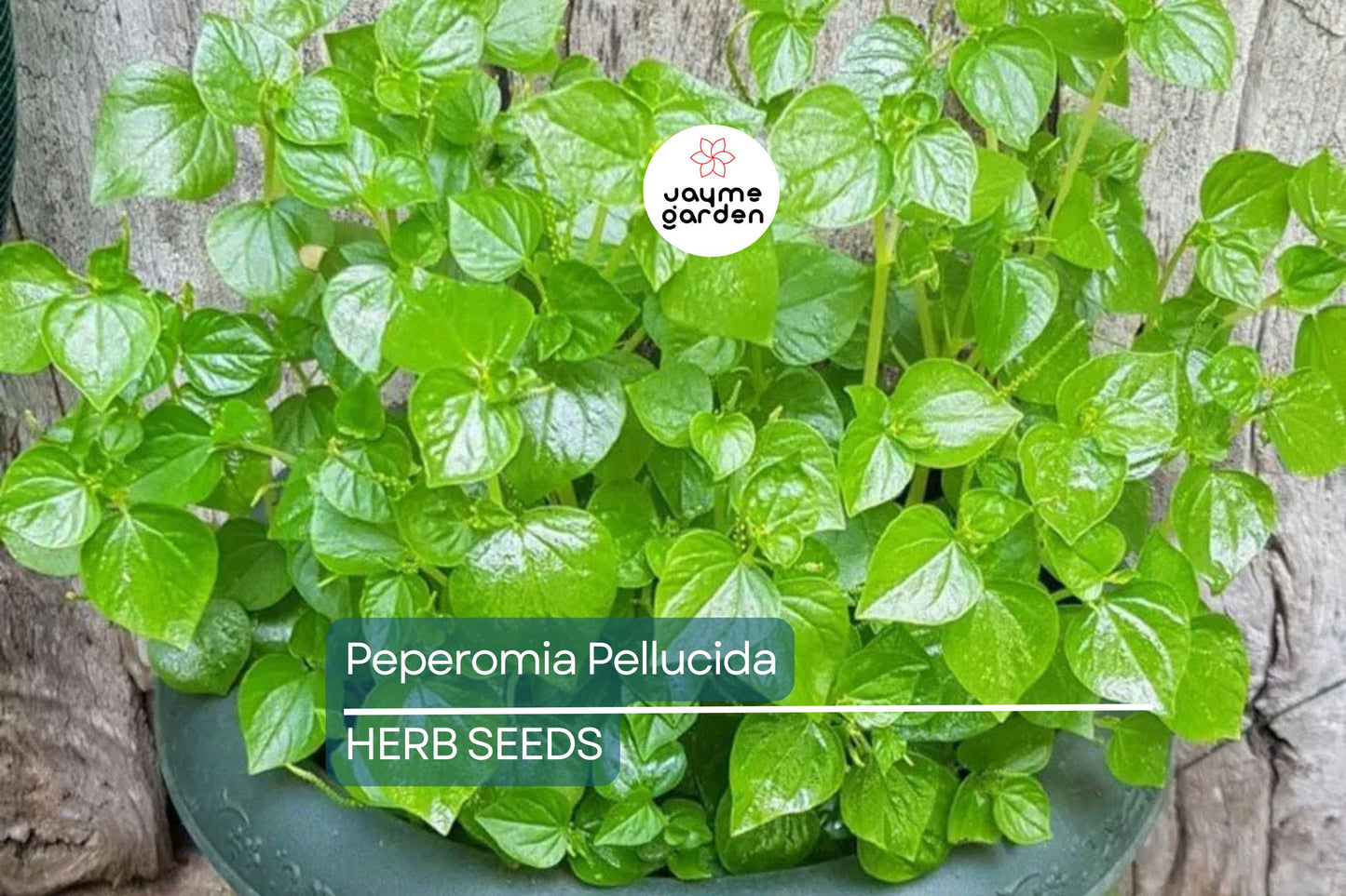 200+ Peperomia Pellucida Seeds - 6" Fresh USA Seller - Rau Cang Cua Krasang Teap