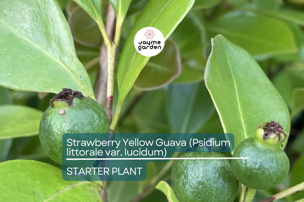 Strawberry Yellow Guava (Psidium littorale var. lucidum) 1’-2’ Live Tropical Tree | Sweet & Aromatic Fruit for Gardens