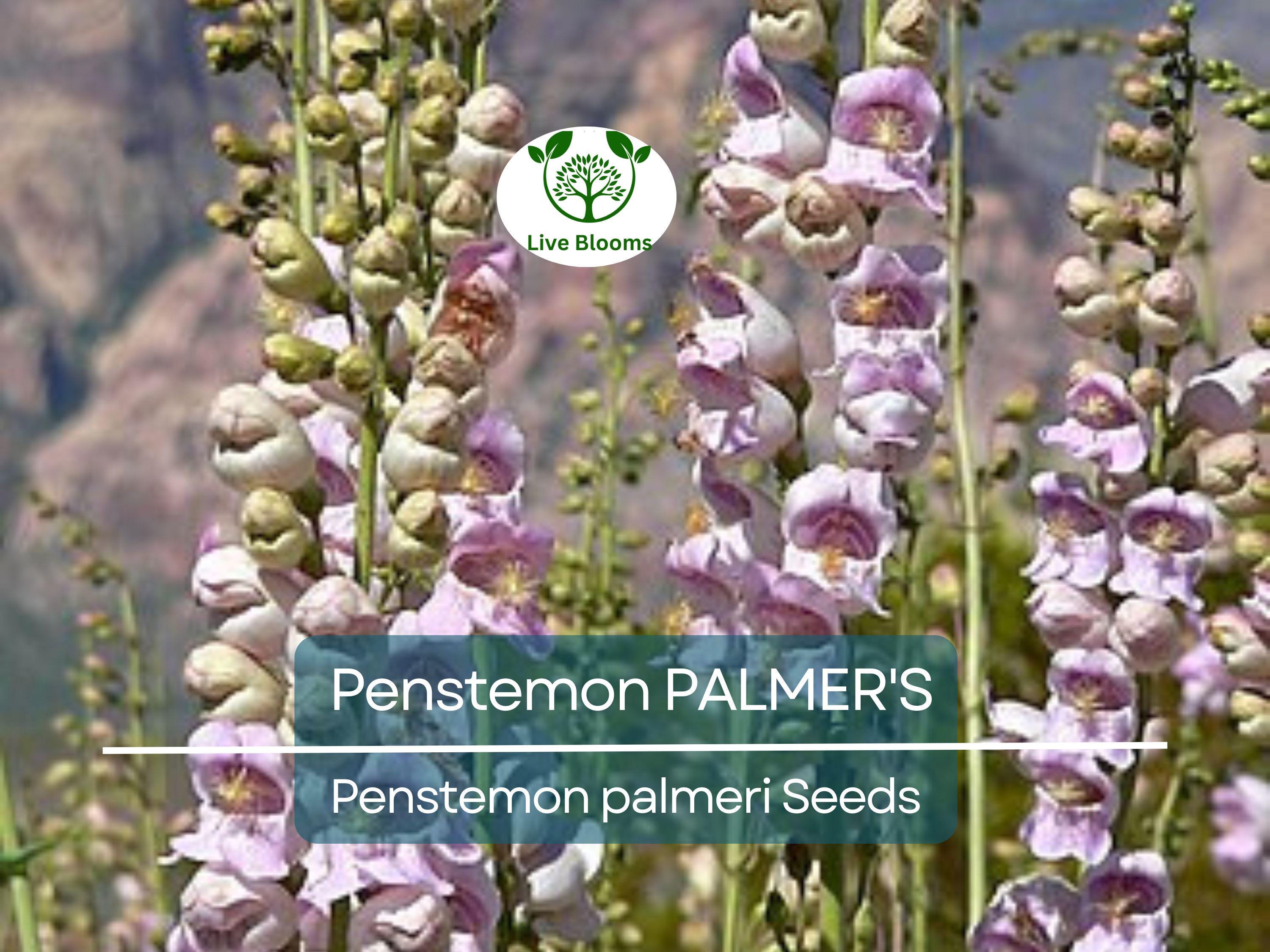 500 Seeds Penstemon PALMER'S Perennial, Hummingbird & Bee Friendly, Non-GMO, Scented Flowers, Long-Lasting Blooms, Penstemon palmeri Seeds