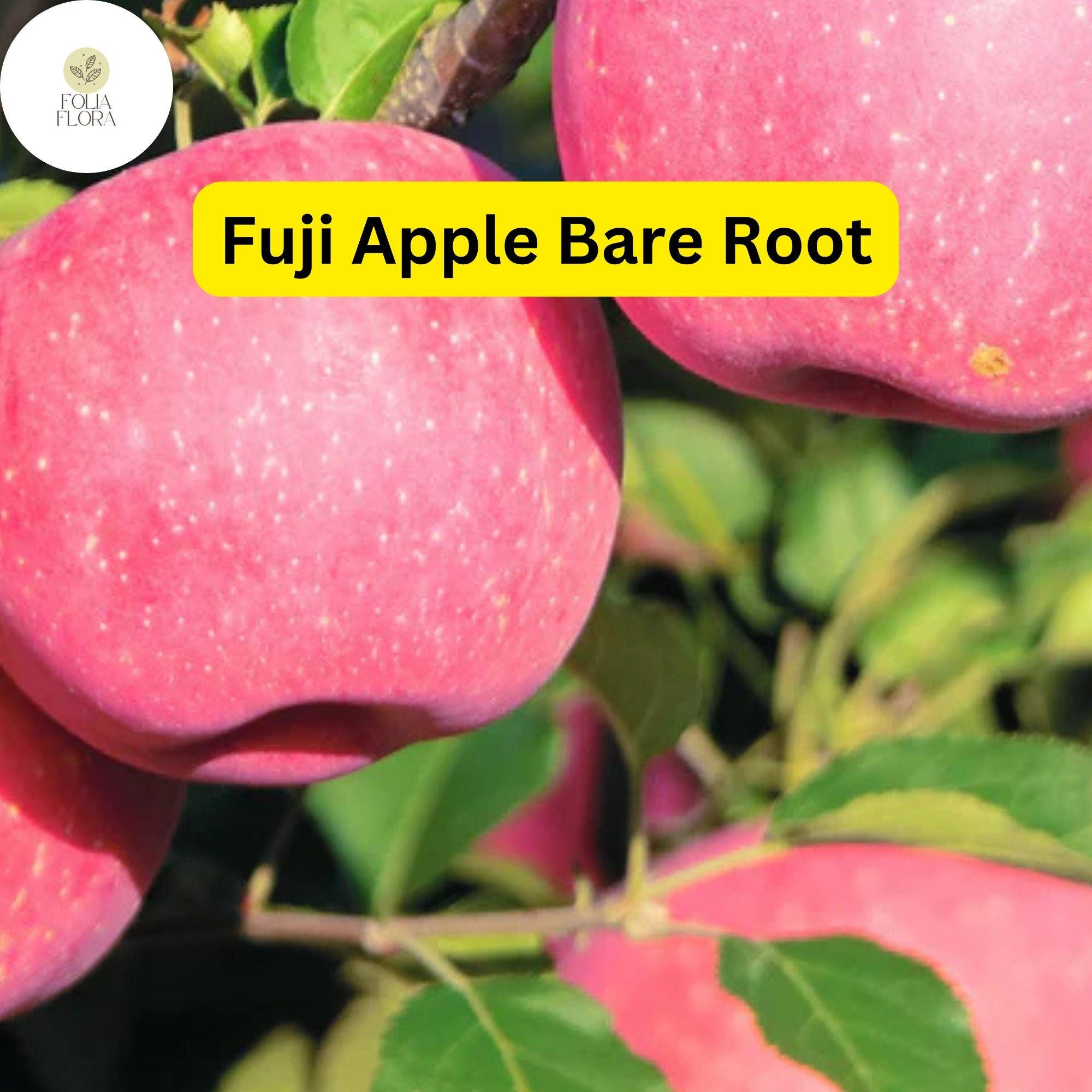 1 Fuji Apple Tree (Malus domestica) 2-3 Ft Tall Live Fruit Tree