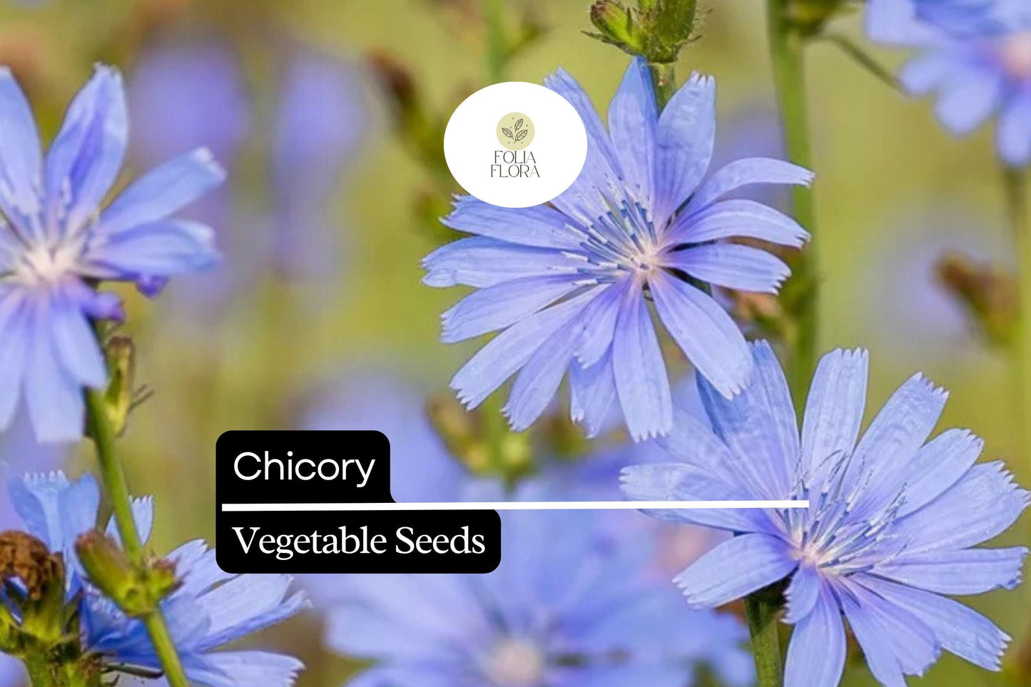 300 Seeds Chicory – Cichorium intybus, Heirloom Vegetable & Coffee Substitute