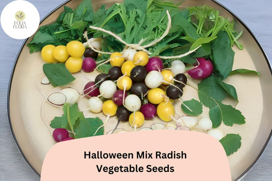500+ Halloween Mix Radish Seeds – Colorful Heirloom Blend, Fast-Growing