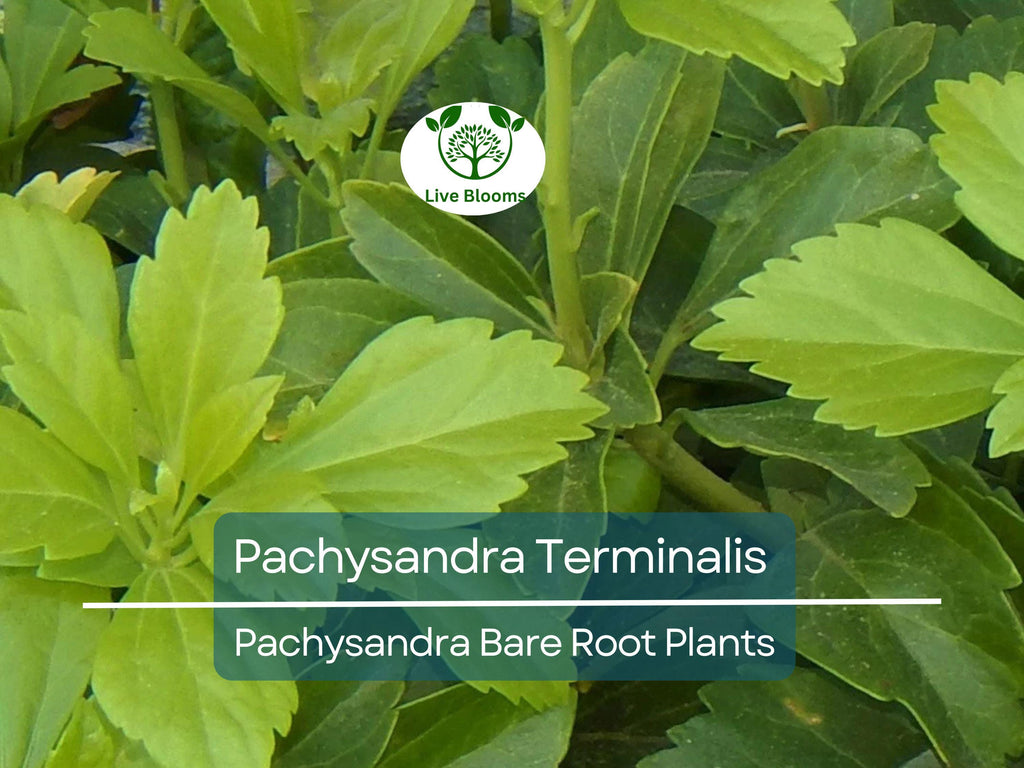 35 Pachysandra Plants – Bare Root Terminalis Spurge – Evergreen Ground Cover – Organic Roots – Shade-Loving Landscape Filler