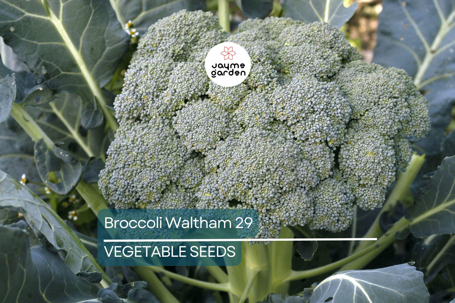 1000 Waltham 29 Broccoli Seeds - Non-GMO Heirloom | Cold Hardy & Productive | Spring and Fall Planting | USA Seller | Free Shipping
