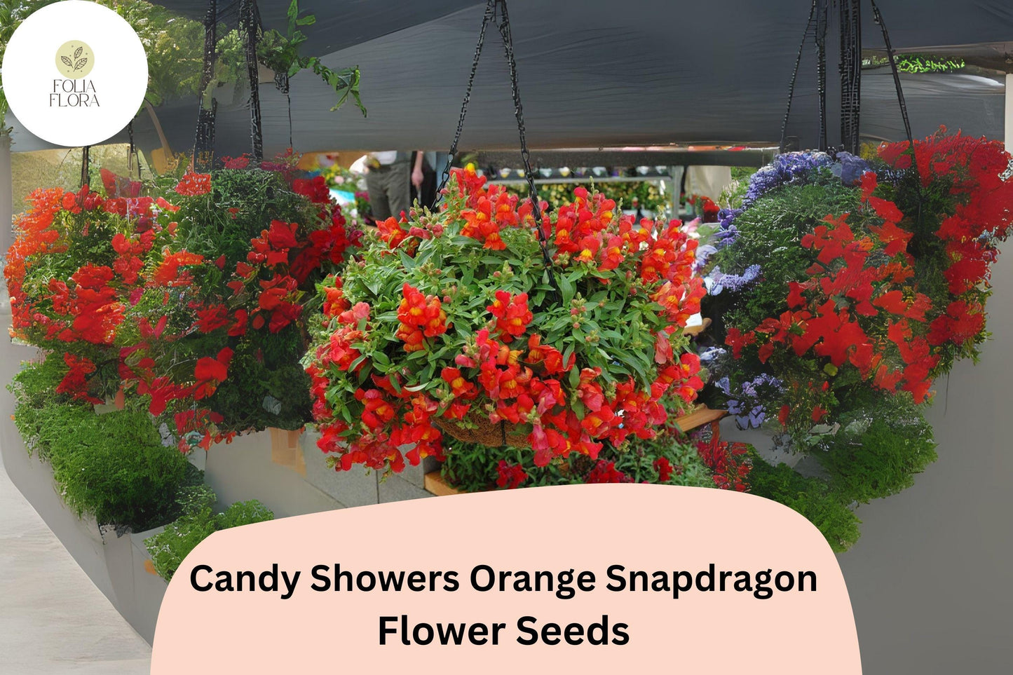 Candy Showers Orange Snapdragon Seeds (Antirrhinum majus) | 1000+ Seeds | Cascading Orange Blooms for Gardens & Hanging Baskets