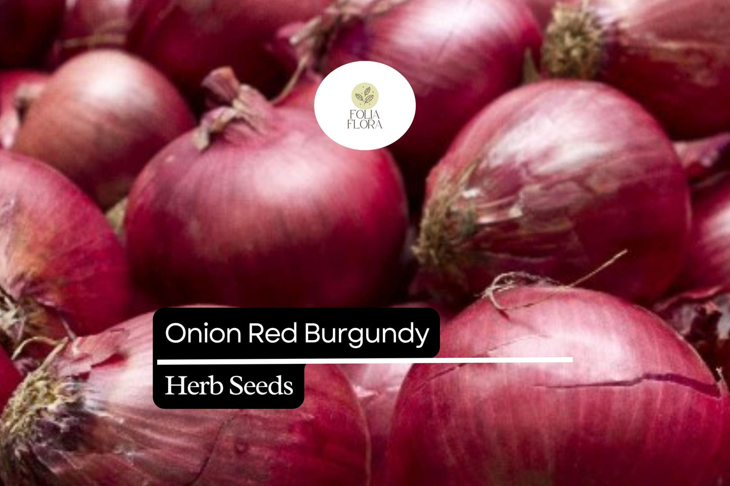 200 Red Burgundy Onion Seeds – Allium cepa – Heirloom, Mild & Sweet Flavor, High Yield, Non-GMO
