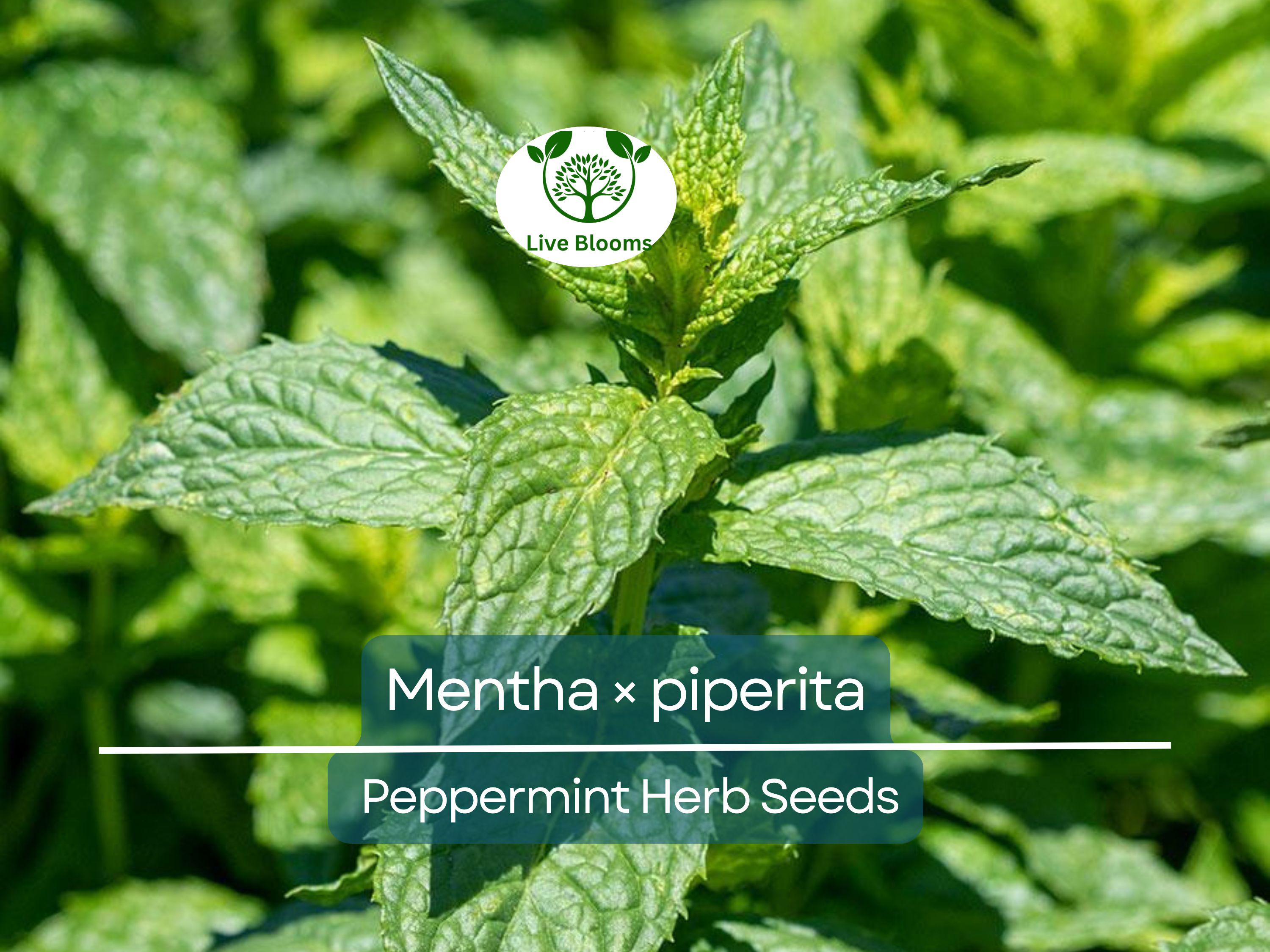 30 mg Seeds Peppermint Herb – Mentha × piperita | Fresh Mint for Planting, Culinary, Tea Uses